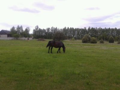 Horse on village Pysznica 