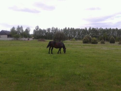 Horse on village Pysznica  - taplic.com