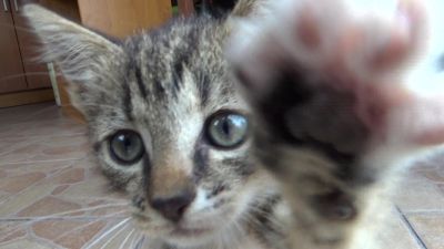 Kitten say hello