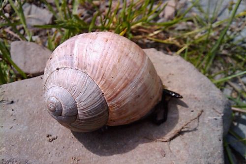 Snail on a stone - taplic.com