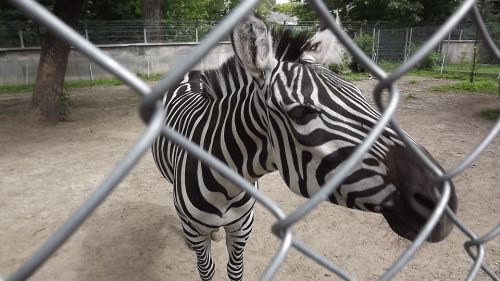 Memory holidays - zebra in a zoo in Zamosc. What conditions should have the animals in the zoo? - taplic.com