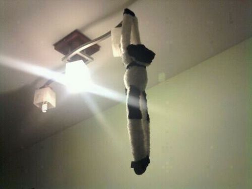 The strangest stuffed animals you may encounter! - Monkey hanging on the lamp. - taplic.com
