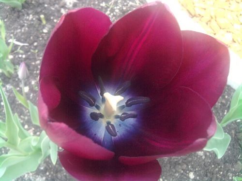 How to Care for Tulips (flowers) in spring time? - taplic.com