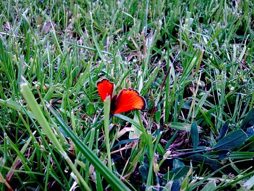 The beauty of nature - butterflies, grass and other flowers. Do butterflies are tasty? - taplic.com