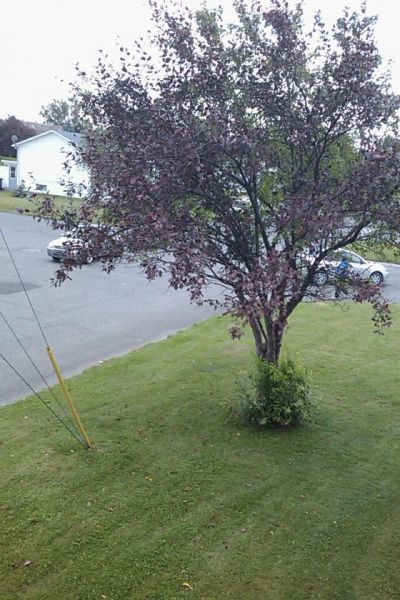 Tree view from the window on green 