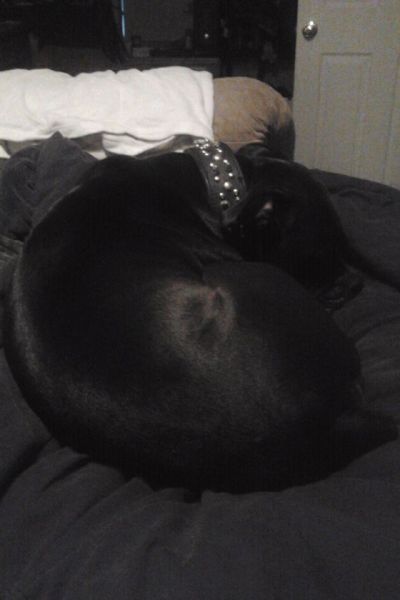 sleepy Beezle