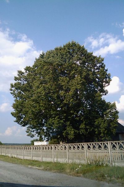 Over 30m tall lime-tree