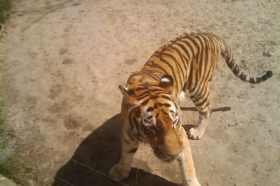 Tiger in glass cage zoo