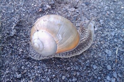 Burgundy snail walking on the road