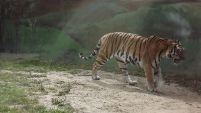 Memory holiday - a trip to the zoo. Do tigers at the zoo are dangerous?