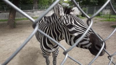 Memory holidays - zebra in a zoo in Zamosc. What conditions should have the animals in the zoo?