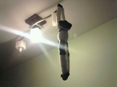 The strangest stuffed animals you may encounter! - Monkey hanging on the lamp.