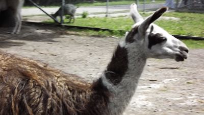 Animals in the zoo, llama at the zoo - Zamosc ZOO