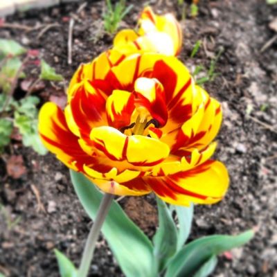The weirdest flower on earth