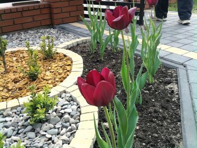 Garden flower composition