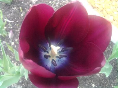 How to Care for Tulips (flowers) in spring time?