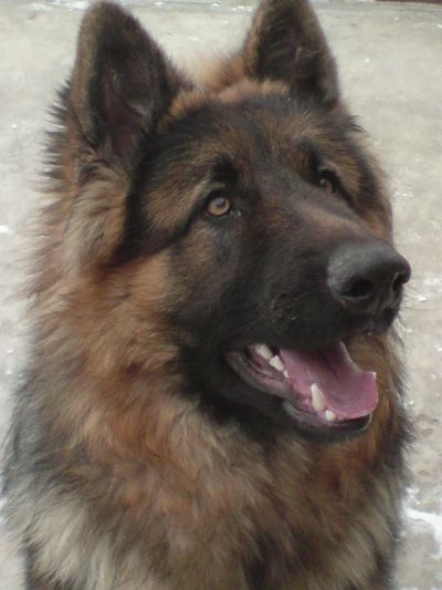 German Shepherd