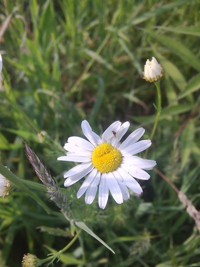 Daisy. He loves, not loves, loves ... phenomenon in fairy tales, films, serials.
