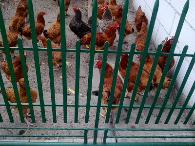What came first, the egg and chicken? What do you prefer to eat chicken or the egg?