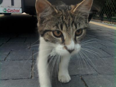 My cat loves to sit under the car 