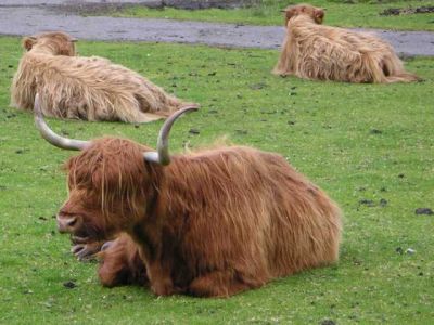 Cattle (colloquially cows)