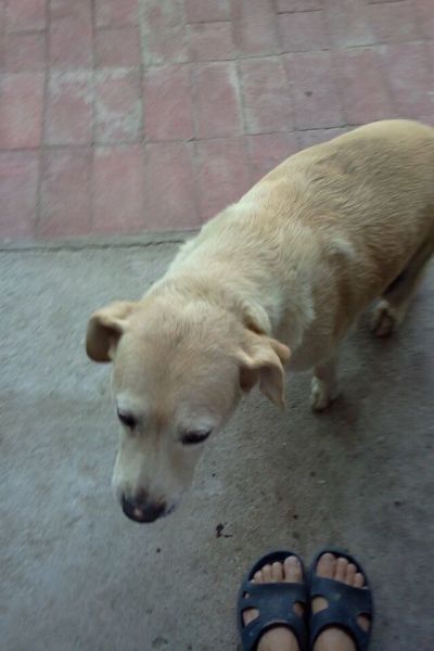 Dotti - my little dog