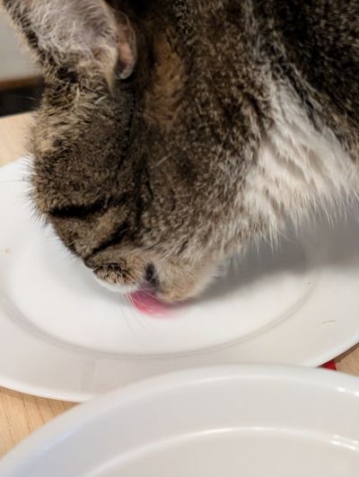 Cat cleaning dishes