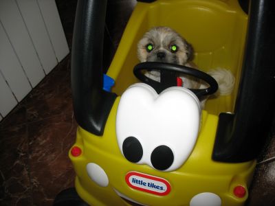 crazy dog in the car