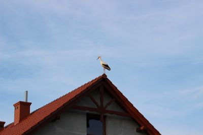 mad stork