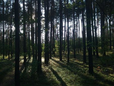 Mysterious forest - a forest of suicides in Japan